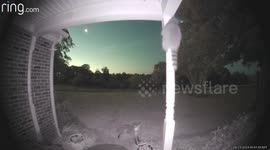 Fox gives thrilling chase, forces raccoon to scale porch column!