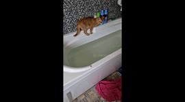Red Cat Learns About Water