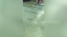 Wild bottlenose dolphin wanders into canal sparking concern among residents