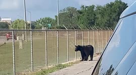 Bear tries to break through fence at Florida airport