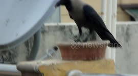 Thirsty crow