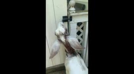 Latched Gate No Match for Mouthy Goat