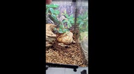 Wilhelm The Frog Screams In Annoyance