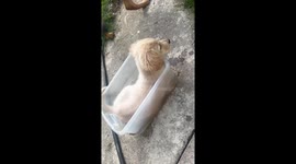 Golden Puppy Gunner Loves Water