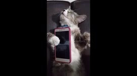 The cat fell asleep hugging the cellphone in her body