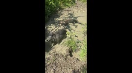 Retrievers Cool Off In Muddy Pool