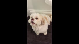 Dopey Makes Duck Noises For Ball