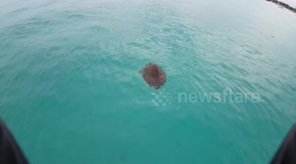 Sea Turtles Mate Off Florida Beach