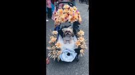 Floral finesse: man and dog make a majestic entrance at Sagala 2023 parade