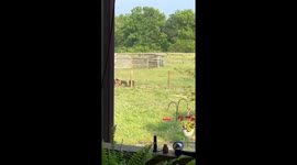 Goats Confirm They Are Doing Okay