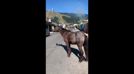 Horse Flings About Bag of Bread