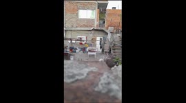 Dog Paces Upright Like A Person