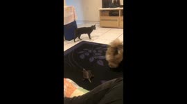 Turtle Excited For Father's Return
