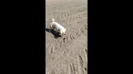Dog Bites And Paws At Beach Crab