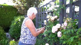 Savvy gran turns overgrown garden into oasis on a budget