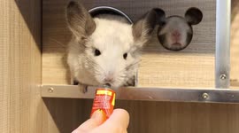 Taiwanese entrepreneur embraces pet economy in mainland city