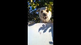 Dog suddenly jumps up on fence scaring passerby