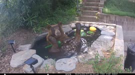 Bear Enjoys Backyard Pond