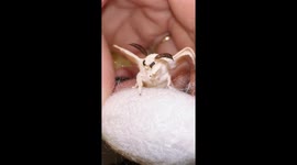 The Cutest Silk Moth Ever