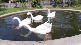 A girl child is exited after seeing the duck in a little pond