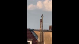 Dove Enjoys a Ride on a Rotating Chimney Cap
