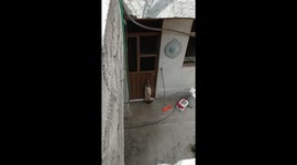 Smart Cat Figures Out How to Open Door