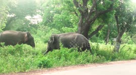 2 elephants are fighting with one tusker on the road, road close for a while
