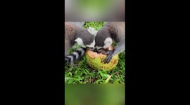 How animals cool off in S China zoo