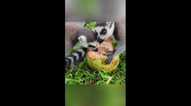 How animals cool off in S China zoo