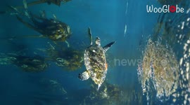 Diver relishes once-in-a-lifetime opportunity of swimming alongside Hawksbill Turtle (endangered)