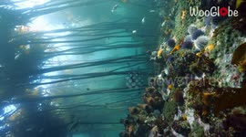Lively underwater forest graced by gentle sunlight is peak SERENITY