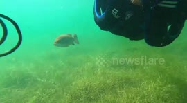 Meet the man who has become friends with a wild FISH and now the pair