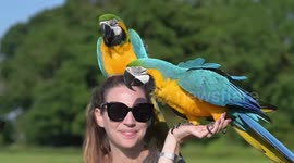 Meet the couple who keep giant PARROTS as pets - which they have to take for daily walks
