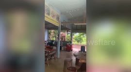 Hungry wild elephant raids noodle shop in Thailand