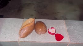 Lucky couple find rare expensive Melo pearl while eating dinner