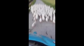 Dozens of ducks covered the road, making the man unable to move his motorbike to pass