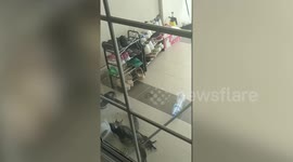 Wild monitor lizard rampages into resident's garage and tries to escape as rescuers catch it with pole