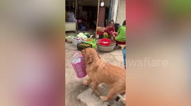 Pet Golden Retriever helps owner carry baskets home from market