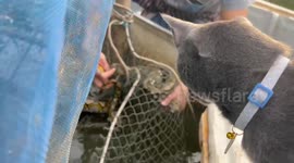 Passing residents on boat free python stuck in fishing net