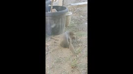 The Mongoose Enjoy Their Mating Time Captured Behind The Glass