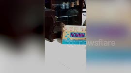 Frightened cats stand in corner as huge rat crawls on box in front of them