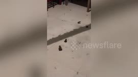 Bullfrogs take over family's home to feast on flying ant swarm
