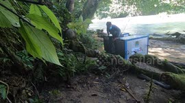 Two orangutans Hope and Amory released into their natural habitat