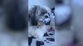 Pet Shih Tzu takes panda pacifier from sleeping baby and refuses to return it
