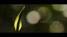 How technology boosts tea industry in China's Wuyishan