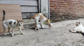 Really Cute Cats Behaviour When Mating Period They Enjoy The Act A lot