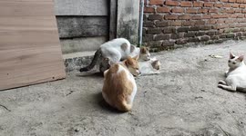 Love To See The Cat Takes Turn On Mating Circle Time