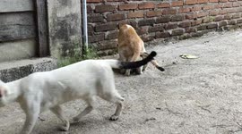 Finally The Boss Get It Again Mating Period of Cats