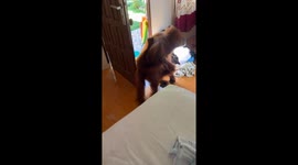 Orangutan wanders into lad's home and WASHES HANDS before making off with bottles of Coca-Cola
