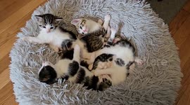 Foster Kittens Piled in a Fluffy Bed